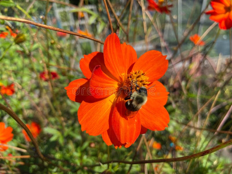 Flor E Abelha Do Cosmos De Laranja Imagem de Stock - Imagem de jardim,  pétala: 231167777