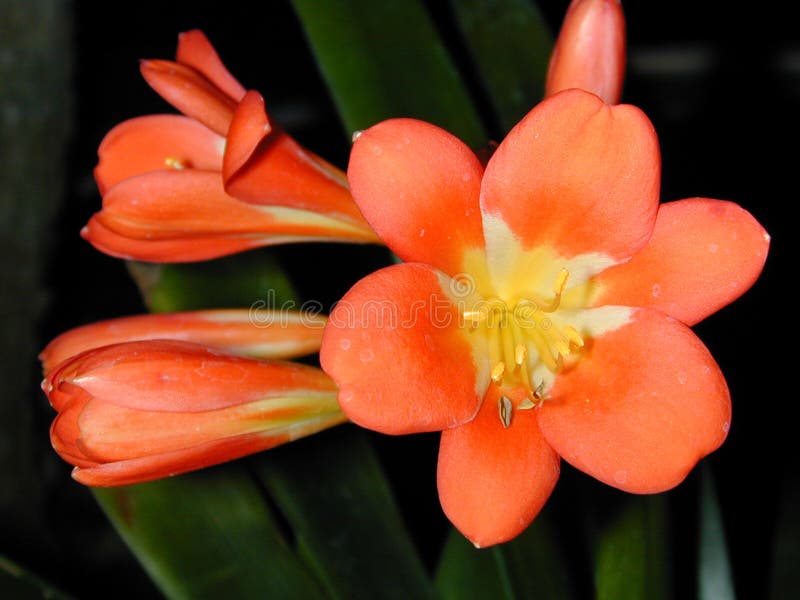 Flor e botões alaranjados de Clivia foto de stock Flor e botões alaranjados de Clivia foto de stock
