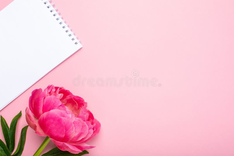 Flor e caderno cor-de-rosa bonitos da peônia com espaço da cópia para seu texto no fundo cor-de-rosa pastel foto de stock royalty free Flor e caderno cor-de-rosa bonitos da peônia com espaço da cópia para seu texto no fundo cor-de-rosa pastel foto de stock royalty free