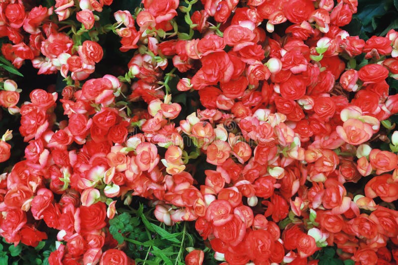 Flor e mosca vermelhas imagens de stock Flor e mosca vermelhas imagens de stock