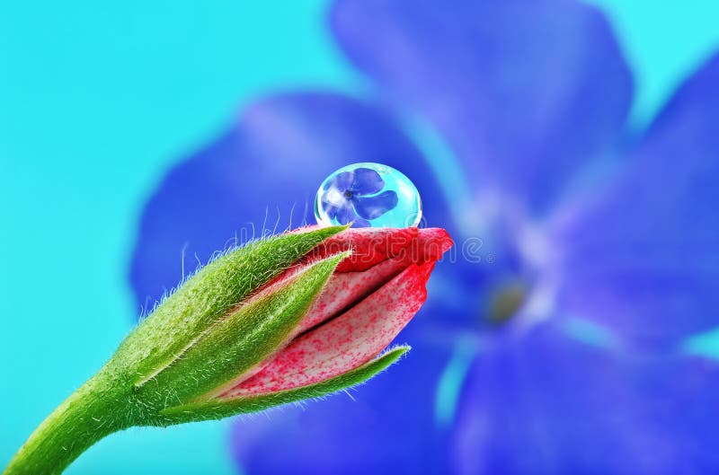 Flor em botão cor-de-rosa e gota de orvalho bonita foto de stock Flor em botão cor-de-rosa e gota de orvalho bonita foto de stock