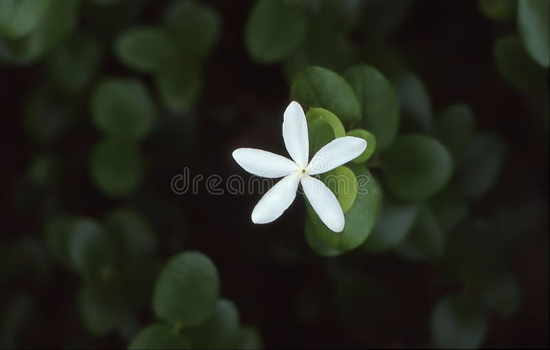 Flor Em Forma De Estrela Branca Está Sozinha Sobre a Folhagem Verde Escura  Carissa Grandiflora Natal Plum Foto de Stock - Imagem de ameixa, macro:  185693246