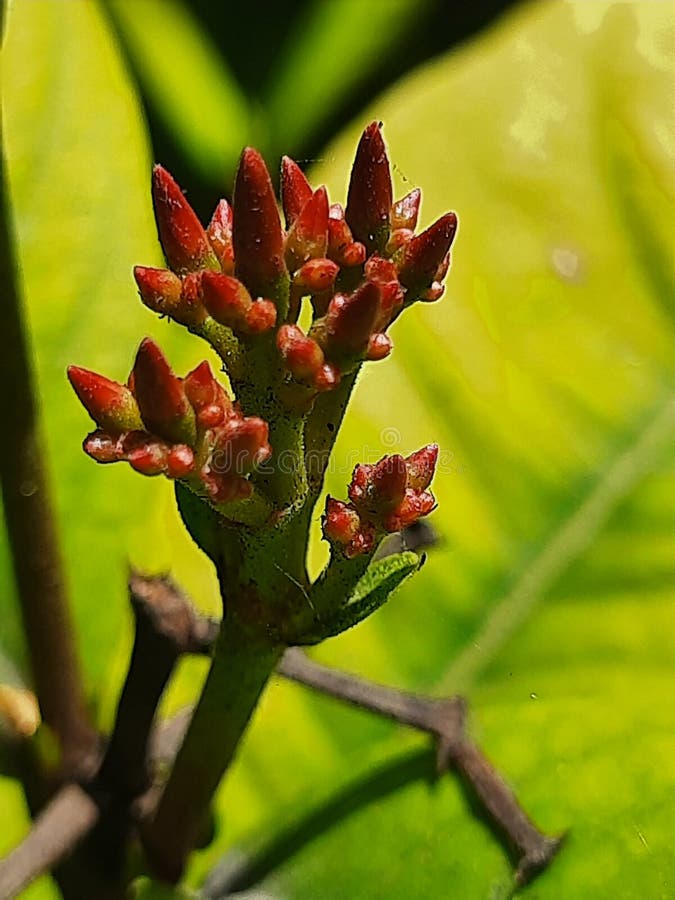 Fruta De La Planta Del Coccinea De Ixora Imagen de archivo - Imagen de  rojo, primer: 151773103