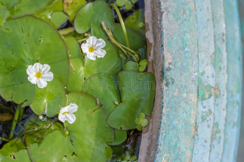 flor en pote del verde del grunge fotografía de archivo libre de regalías flor en pote del verde del grunge fotografía de archivo libre de regalías