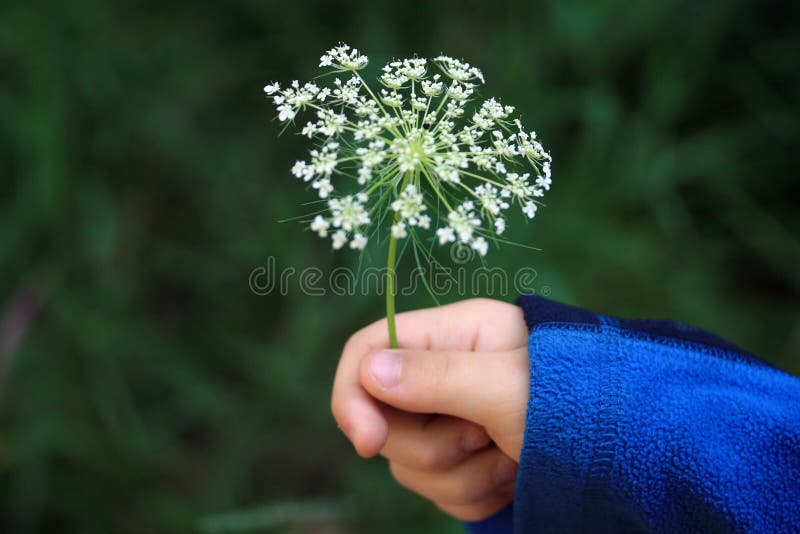 Flor en una mano del niño joven.