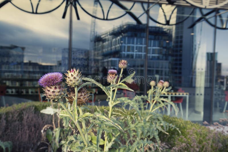 Flor escocesa del flor del cardo en la terraza fotografía de archivo Flor escocesa del flor del cardo en la terraza fotografía de archivo