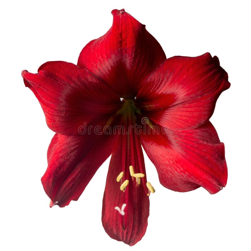 Flor exótica roja grande imagen de archivo. Imagen de estambre - 68463143