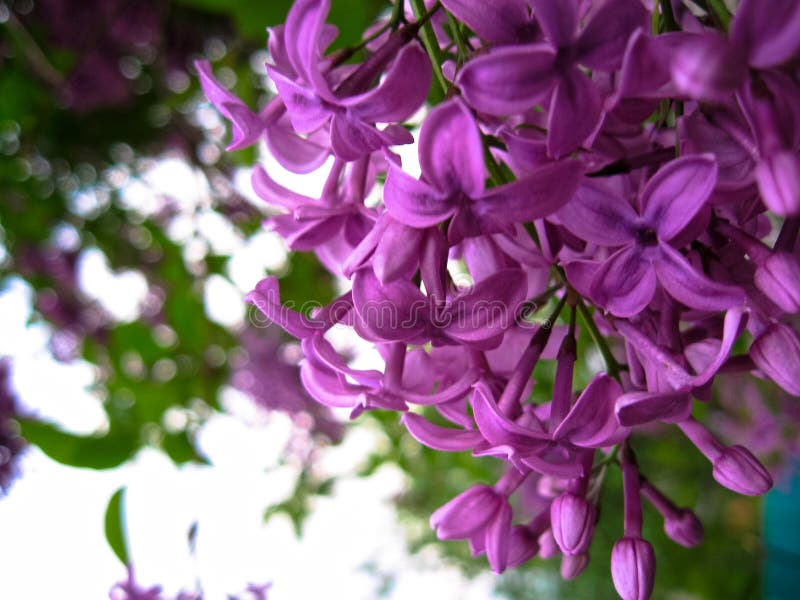 Flor excelente do lilás roxo imagens de stock royalty free Flor excelente do lilás roxo imagens de stock royalty free