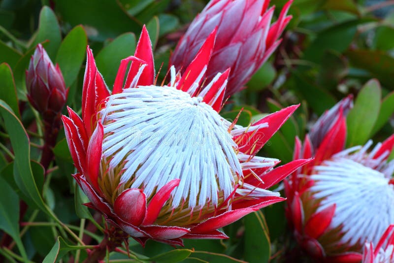 A pink colored South-African plant, the King Protea, brightly flowering in the botanical garden Mount Tomah, Australia. A pink colored South-African plant, the King Protea, brightly flowering in the botanical garden Mount Tomah, Australia.