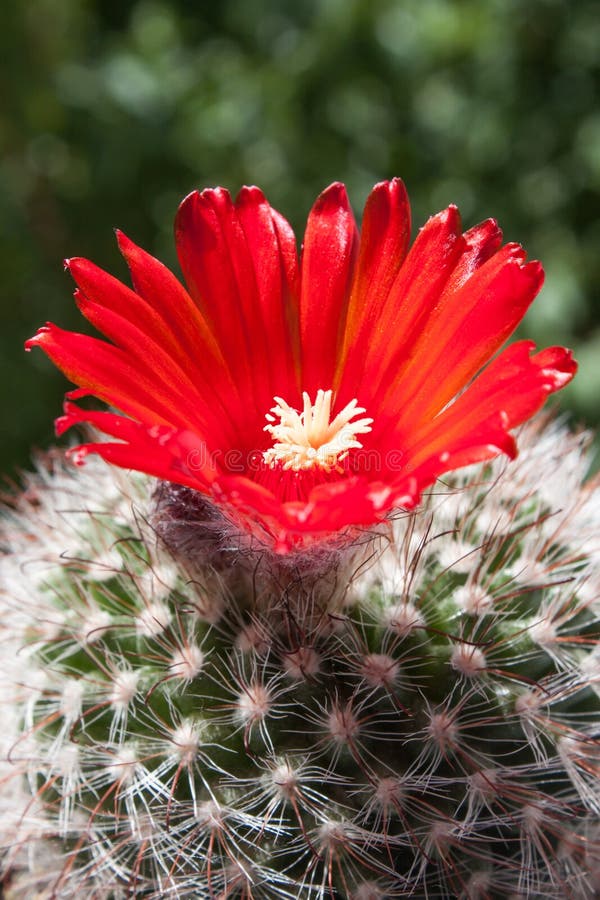 Flor floreciente hermosa del cactus imágenes de archivo libres de regalías Flor floreciente hermosa del cactus imágenes de archivo libres de regalías