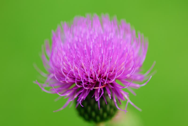 Flor floreciente violeta en el prado - cardo imagen de archivo libre de regalías Flor floreciente violeta en el prado - cardo imagen de archivo libre de regalías