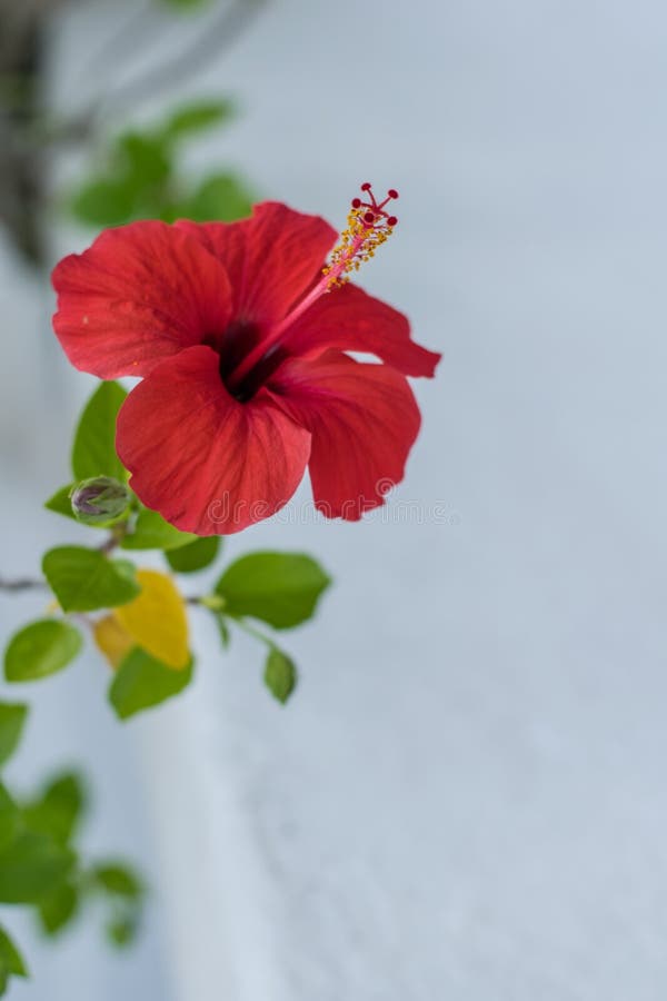 Flor fresca vermelha do hibiscus foto de stock Flor fresca vermelha do hibiscus foto de stock