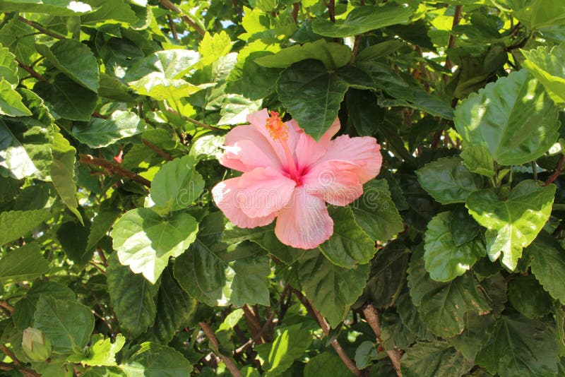 Rosa gigante de la flor imagen de archivo. Imagen de verde - 93905059