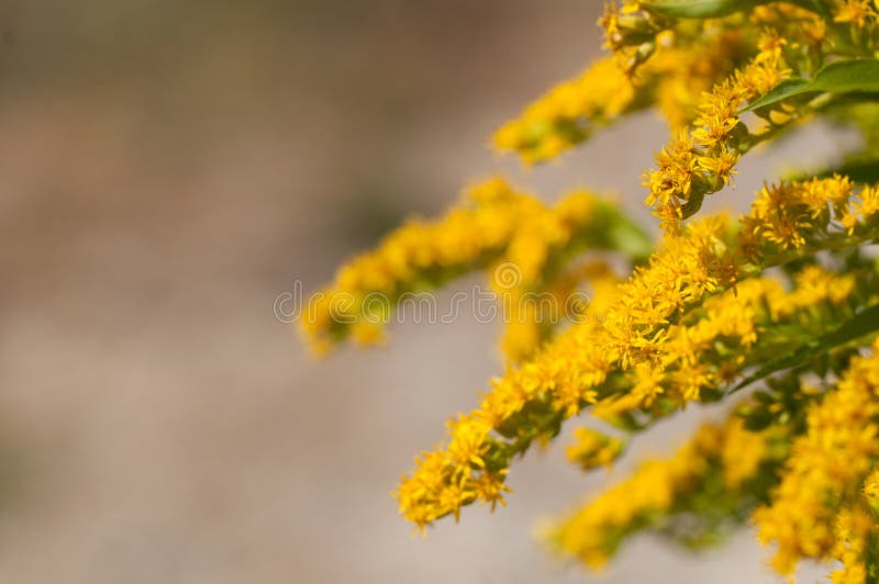 Flor Goldenrod imagem de stock Flor Goldenrod imagem de stock