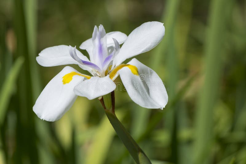 Flor Grandiflora De Dietes, Iris Salvaje Grande, Iris De Hadas Foto de  archivo - Imagen de salvaje, grande: 83381552