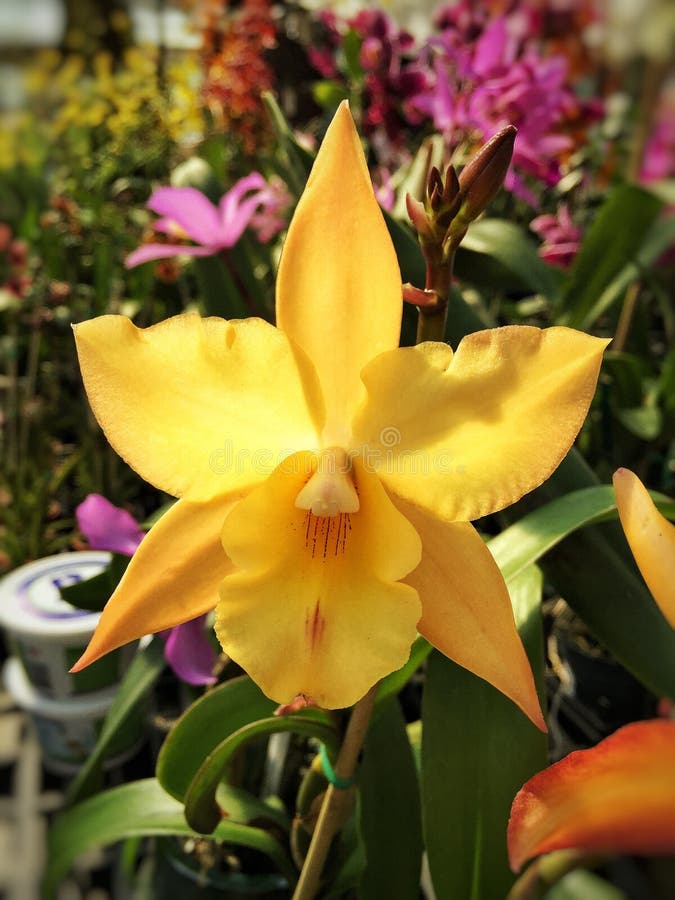 Flor Híbrida Amarela Da Orquídea Do Laelia Foto de Stock - Imagem de ponto,  jardim: 70473912