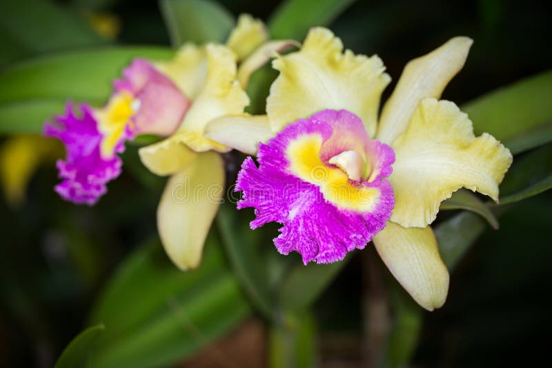 Flor Híbrida Amarela E Roxa Da Orquídea De Cattleya, Fim Acima, Selec  Imagem de Stock - Imagem de naughty, foco: 54620633