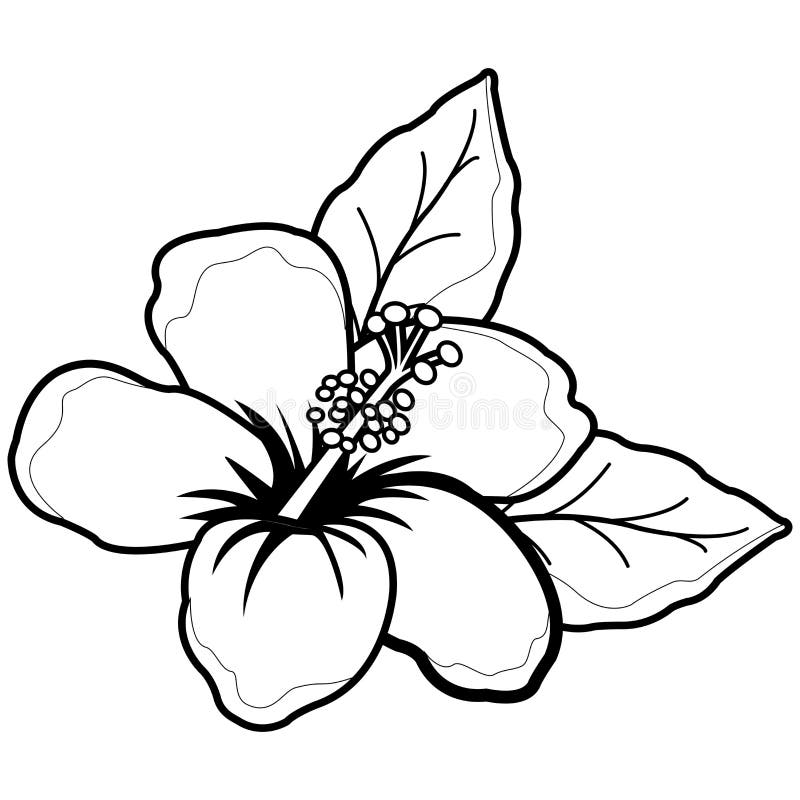 Flor Havaiana Do Hibiscus Página Preto E Branco Do Livro Para Colorir  Ilustração do Vetor - Ilustração de linha, folhas: 114526292