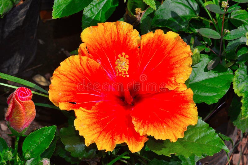 Flor Havaiana Do Hibiscus, Pune Imagem de Stock - Imagem de floral,  alaranjado: 112310685