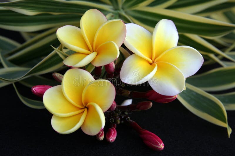 Flor havaiana do Plumeria imagem de stock. Imagem de macio - 7558101