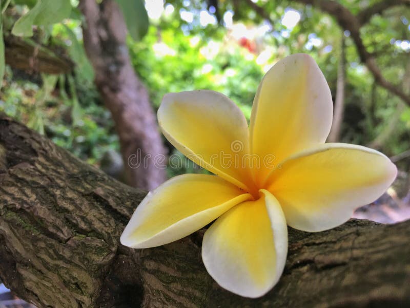 Flor Havaiana Do Plumeria Na Praia Foto de Stock - Imagem de fresco, hana:  98055176