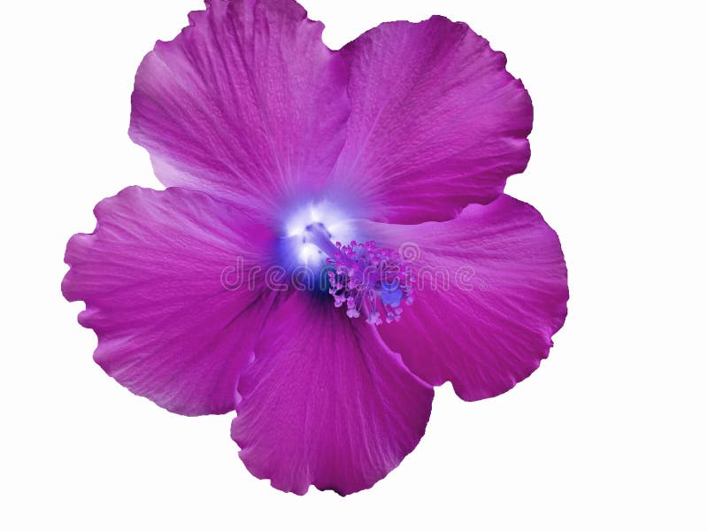 Flor havaiana magenta do hibiscus em um fundo branco imagem de stock royalty free Flor havaiana magenta do hibiscus em um fundo branco imagem de stock royalty free