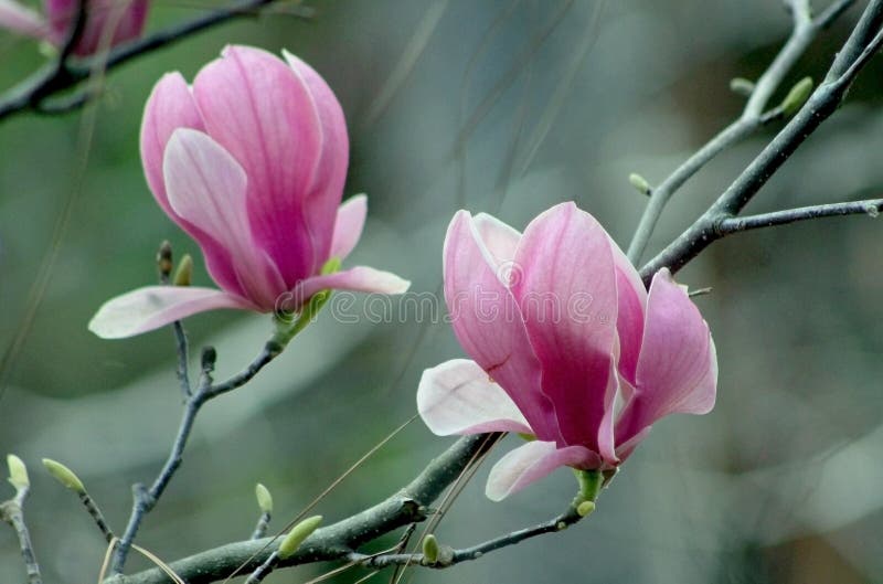 Flor hermosa de la magnolia, Lily Magnolia, Violet Magnolia, magnolia de Yulan fotos de archivo Flor hermosa de la magnolia, Lily Magnolia, Violet Magnolia, magnolia de Yulan fotos de archivo