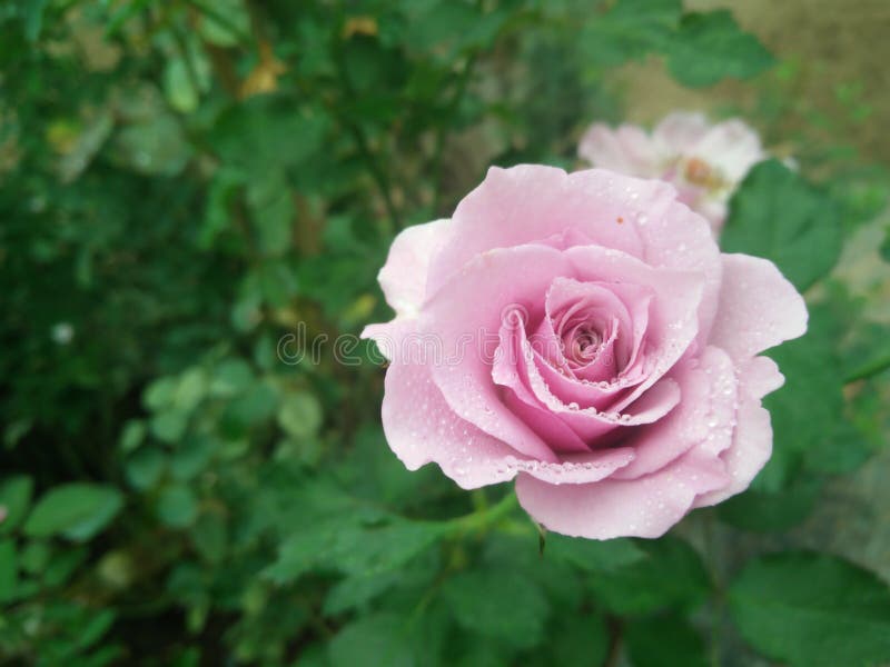 Flor hermosa de la rosa del rosa en jardín foto de archivo Flor hermosa de la rosa del rosa en jardín foto de archivo