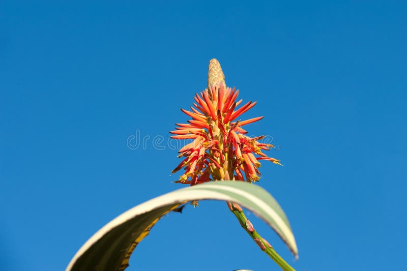 Flor hermosa del áloe y licencia verde en fondo del cielo azul imagenes de archivo Flor hermosa del áloe y licencia verde en fondo del cielo azul imagenes de archivo
