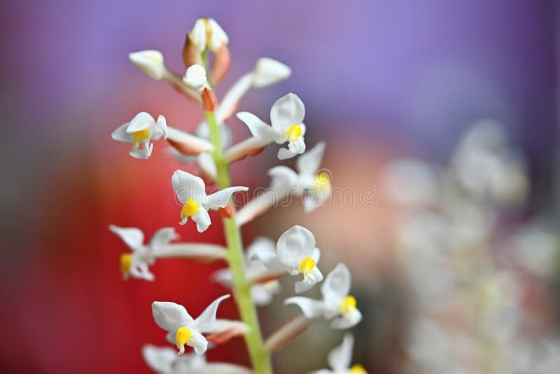 Orquídea De Ludisia Fotos de stock - Fotos libres de regalías de Dreamstime