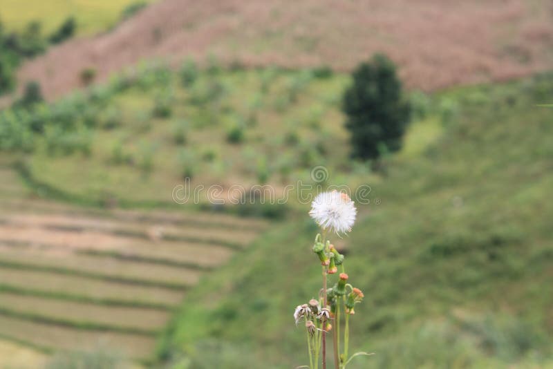 Flor hermosa y paisaje del fondo de la montaña imagenes de archivo Flor hermosa y paisaje del fondo de la montaña imagenes de archivo