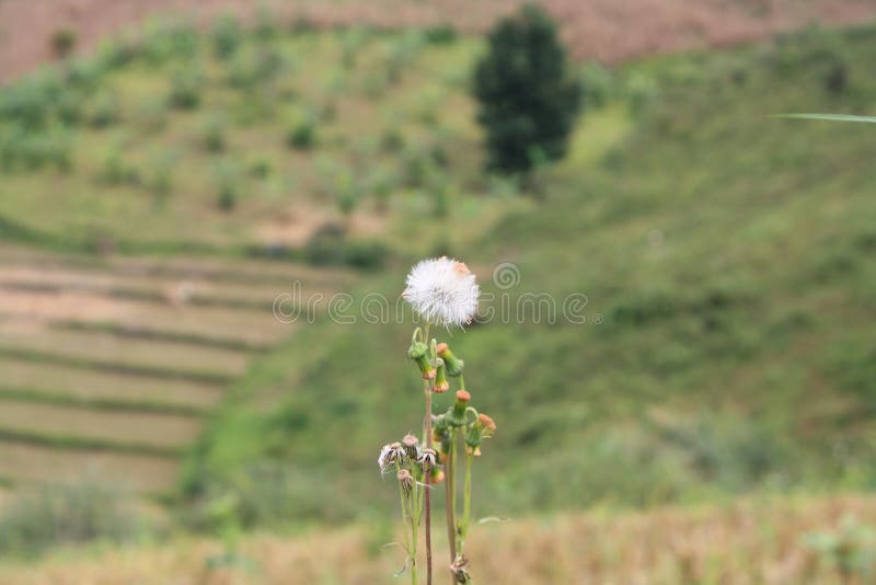 Flor hermosa y paisaje del fondo de la montaña imagen de archivo libre de regalías Flor hermosa y paisaje del fondo de la montaña imagen de archivo libre de regalías