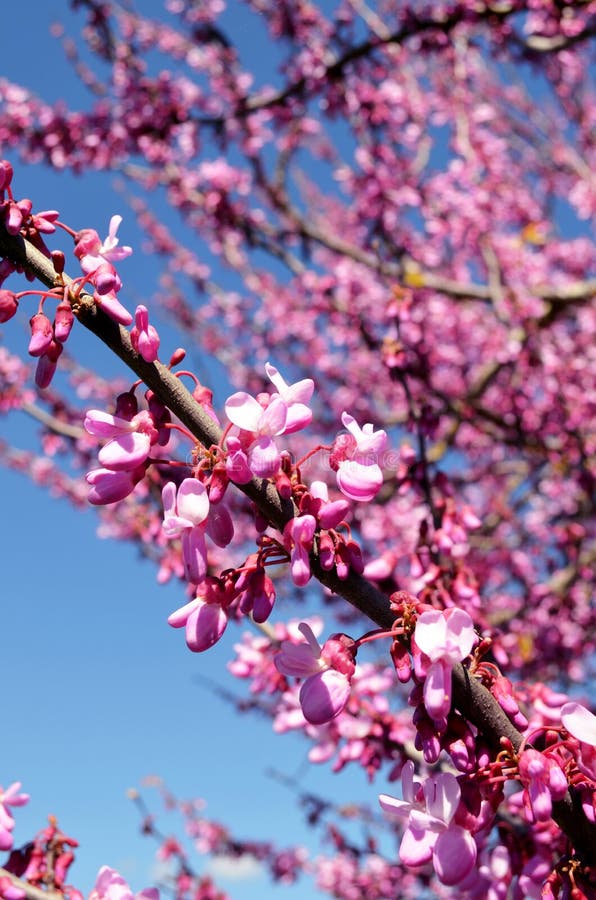 Flor de la primavera del árbol de almendra de Algarve