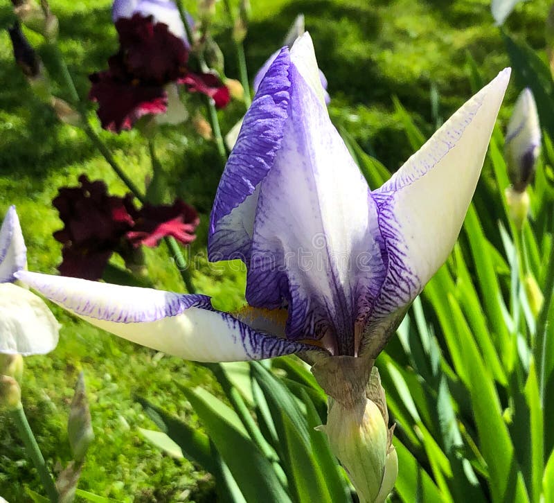 Flor iris morada y blanca imagen de archivo. Imagen de puntos - 183163651
