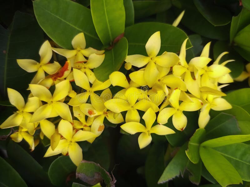 Fruta De La Planta Del Coccinea De Ixora Imagen de archivo - Imagen de  rojo, primer: 151773103