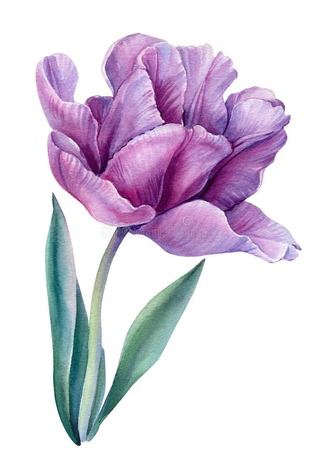 Flor Lila Sobre Fondo Blanco Aislado. Ilustraciones En Acuarela. Tulipanes  Morados Stock de ilustración - Ilustración de floral, arte: 213605619