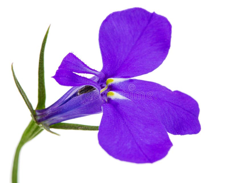 Flor lobelia erinus aislada en fondo blanco.