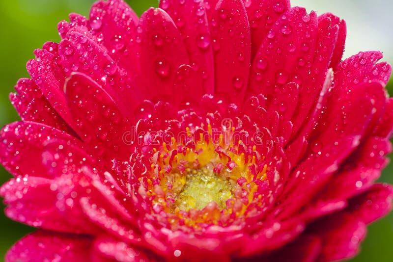 Flor macro del gerbera del tiro fotos de archivo libres de regalías Flor macro del gerbera del tiro fotos de archivo libres de regalías