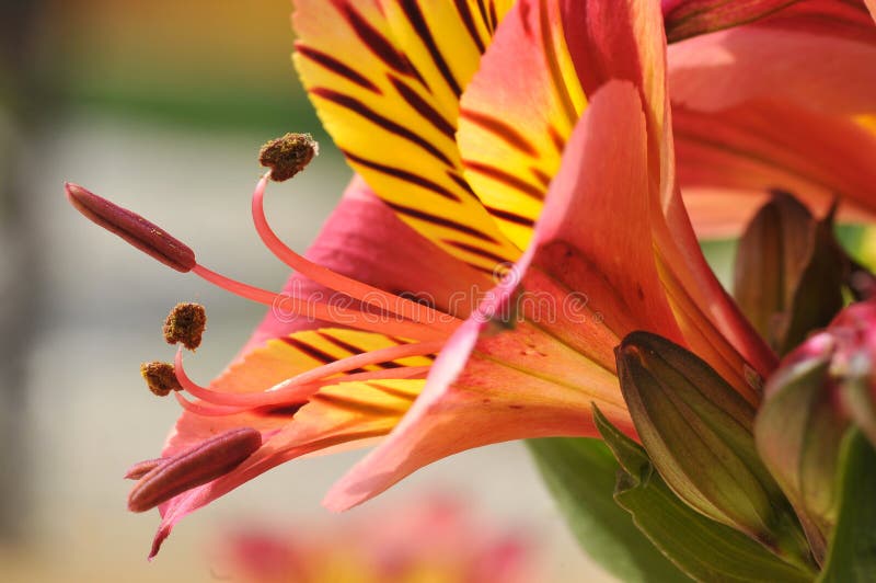 Macro of red and yellow Peruvian lily flower (Alstroemeria aurantiaca). Macro of red and yellow Peruvian lily flower (Alstroemeria aurantiaca)