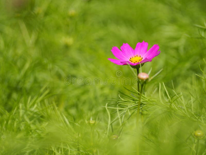 Flor magenta bonita foto de stock royalty free