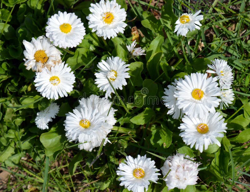 flor, margarida, natureza, branco, grama, verão, mola, campo, flores, planta, verde, prado, amarelo, jardim, camomila, flor, dais fotos de stock flor, margarida, natureza, branco, grama, verão, mola, campo, flores, planta, verde, prado, amarelo, jardim, camomila, flor, dais fotos de stock