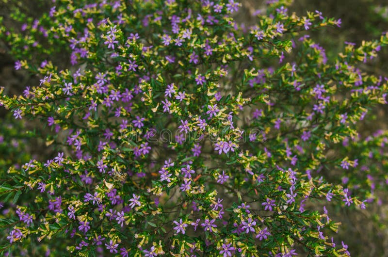 Flor morada de Cufhea foto de archivo. Imagen de flores - 147589790 Flor morada de Cufhea foto de archivo. Imagen de flores - 147589790