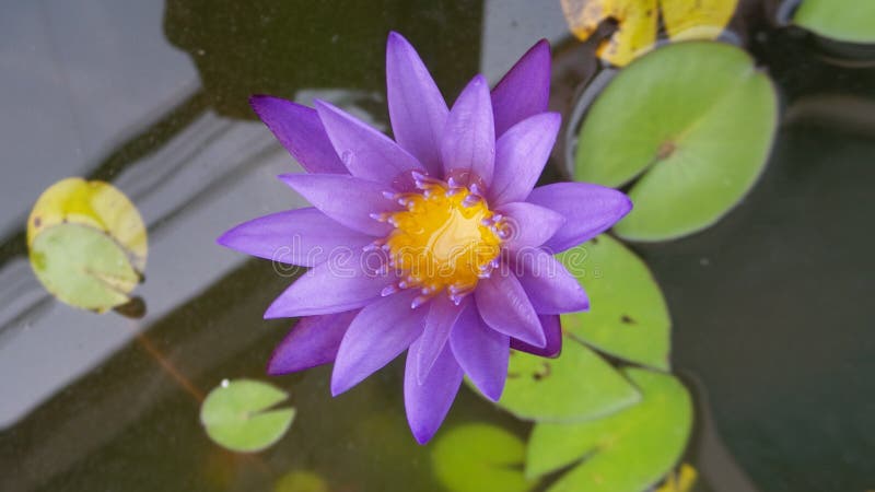 Flor Morada De Loto Con Gota De Agua Y Plantas Verdes Y Luz Amarilla Foto de archivo - Imagen de flor, planta: 160876308 Flor Morada De Loto Con Gota De Agua Y Plantas Verdes Y Luz Amarilla Foto de archivo - Imagen de flor, planta: 160876308