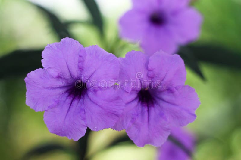 Flor morada de ruellias foto de archivo. Imagen de exterior - 197320734