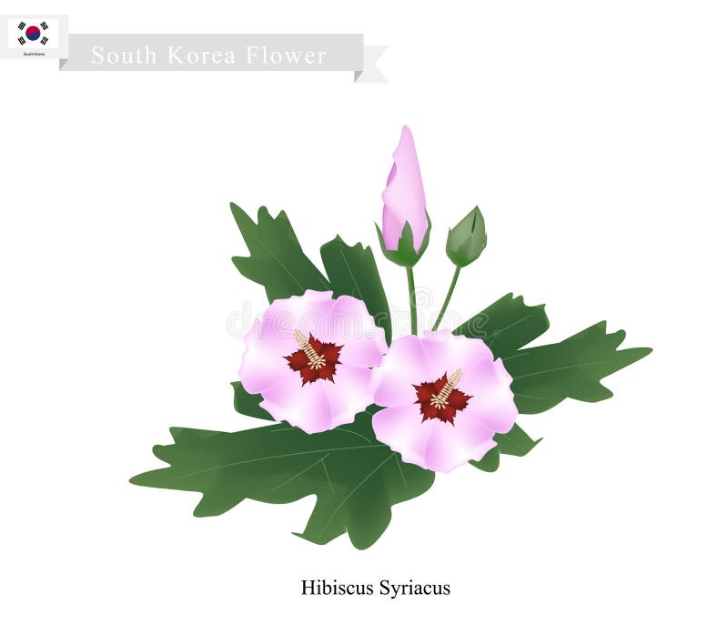 Flor Nacional De La Corea Del Sur, Hibisco Syriacus Ilustración del Vector  - Ilustración de malva, coreano: 67547587