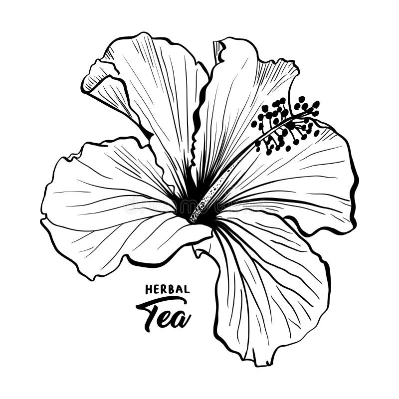 Flor o malva hawaiana Rose de la fragancia del hibisco Flora y planta libre illustration Flor o malva hawaiana Rose de la fragancia del hibisco Flora y planta libre illustration