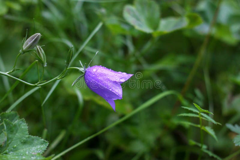 flor, ordinario de la campana imágenes de archivo libres de regalías flor, ordinario de la campana imágenes de archivo libres de regalías
