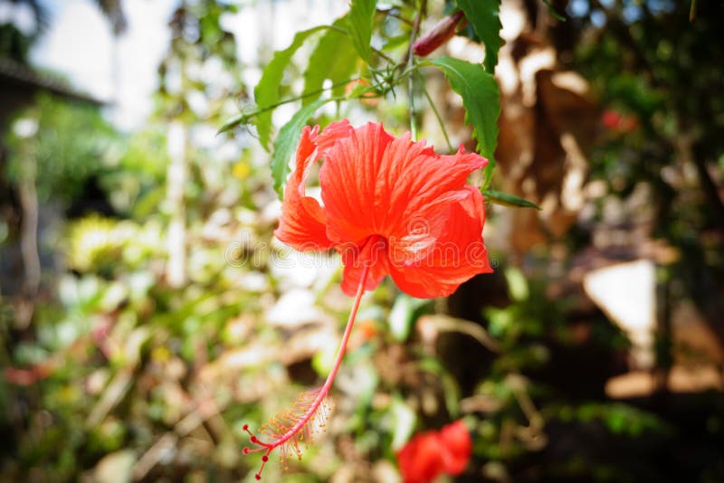 Flor ou chaba do hibiscus foto de stock Flor ou chaba do hibiscus foto de stock