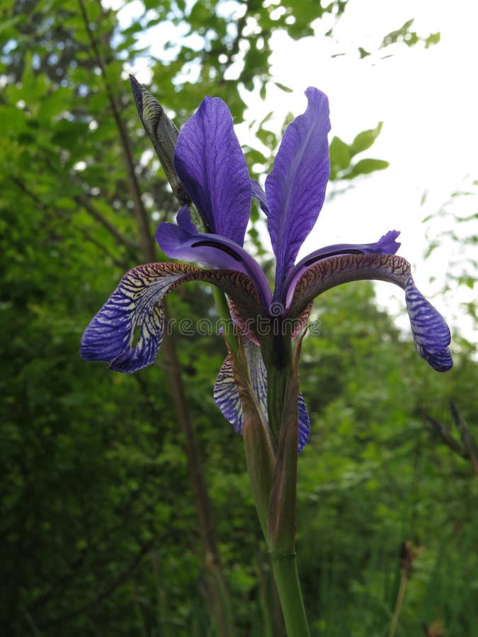 Flor Ou Flor De Lis Azul Da íris De Peruber Imagem de Stock - Imagem de  botânica, produtos: 116729349