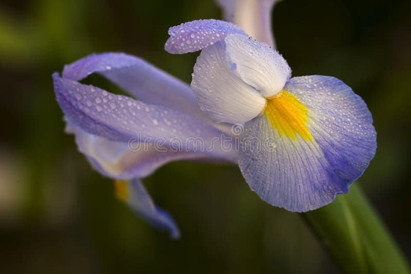 Flor Grandiflora De Dietes, Iris Salvaje Grande, Iris De Hadas Foto de archivo - Imagen de salvaje, grande: 83381552 Flor Grandiflora De Dietes, Iris Salvaje Grande, Iris De Hadas Foto de archivo - Imagen de salvaje, grande: 83381552